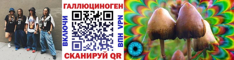Галлюциногенные грибы Psilocybe  Купить закладки  Новомичуринск 